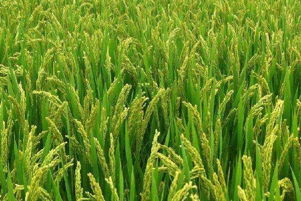 粮两优芸占水稻品种简介，每亩秧田播种量10－12千克