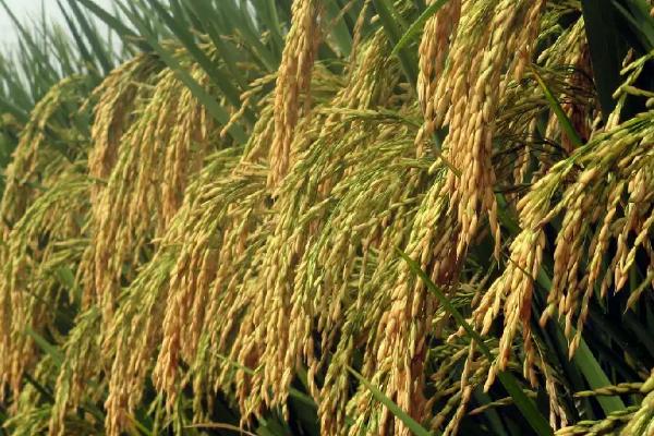 两优1314水稻品种简介，大田每亩用种量1－5千克