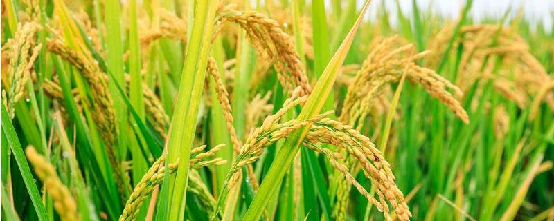粮两优芸占水稻品种简介，每亩秧田播种量10－12千克