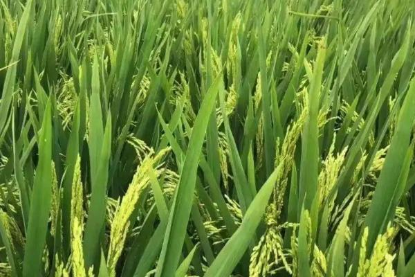 百香优125水稻种子特点，孕穗期每亩施钾肥5－10千克
