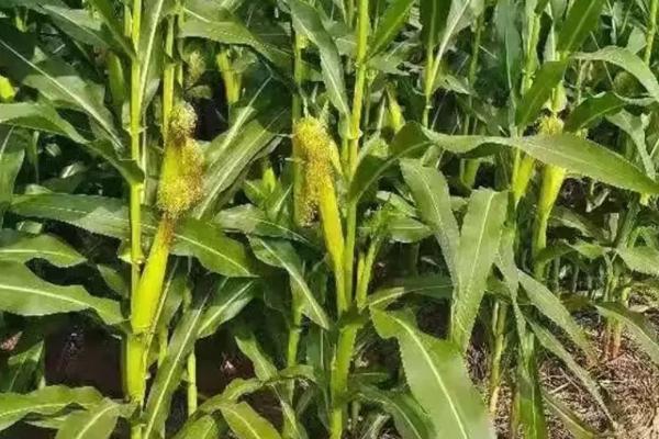 杰尼588玉米种简介，适宜播期4月下旬至5月上旬