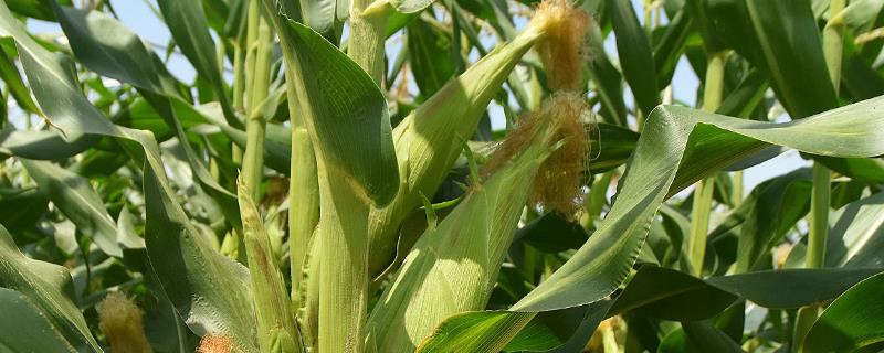 胜玉207玉米种子特征特性，每亩加施复合肥25千克