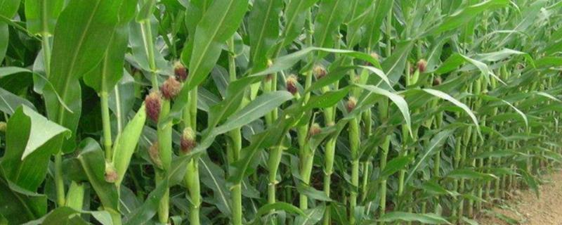 亿嘉311玉米种简介，种植密度4000-株/亩为宜