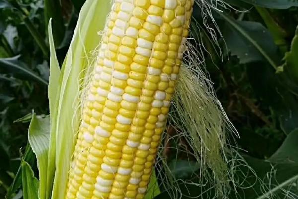 宣会66玉米种简介，及时防治螟虫和粘虫