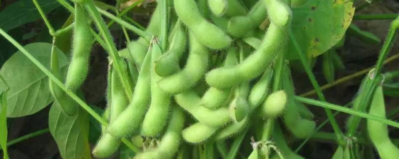 云黄19大豆品种简介，套种密度可与净种密度相当