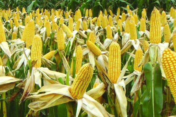 盛糯2号玉米品种的特性，4月中旬播种