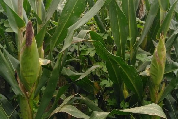 玉龙638玉米品种的特性，4月下旬～5月上旬播种