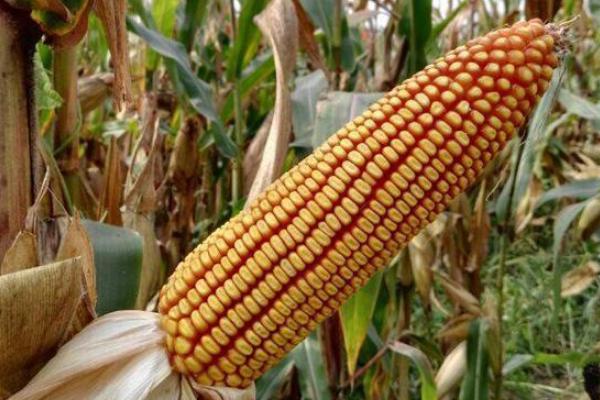 玉龙638玉米品种的特性，4月下旬～5月上旬播种