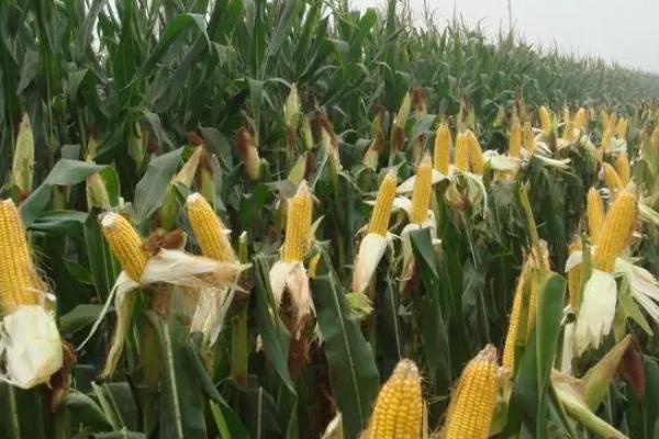 玉龙638玉米品种的特性，4月下旬～5月上旬播种