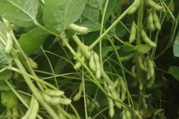 绥农94大豆品种的特性，选择中上等肥力地块种植