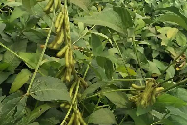 黑农91大豆种简介，选择中上等肥力地块种植
