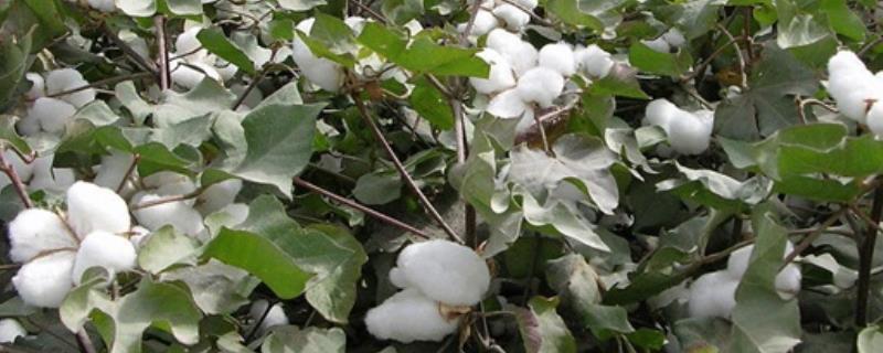 长丰10号棉花种子介绍，高抗黄萎病