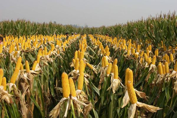 金象787玉米种子简介，中等肥力以上地块栽培