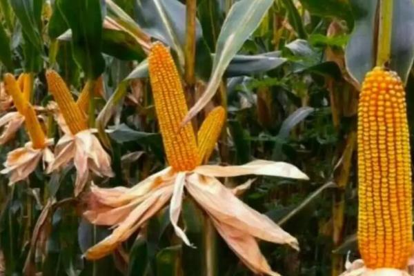同玉906玉米品种的特性，注意防治大斑病及玉米螟
