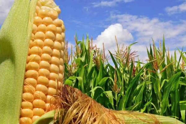 华皖763玉米种子简介，4月下旬至5月上旬播种