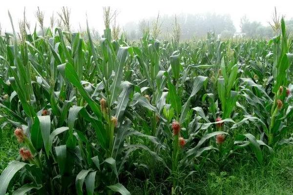 潞玉2011玉米种子特征特性，适宜播期4月下旬至5月上旬