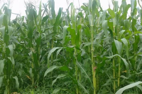 蠡玉207玉米品种的特性，每亩种植密度5500株左右