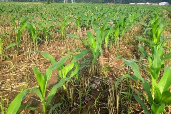 ZN451玉米种子特点，中抗小斑病