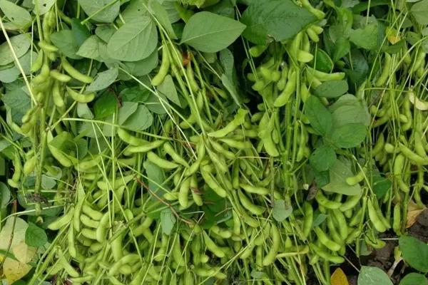 晋农夏豆2号大豆品种简介，播种深度3～5厘米