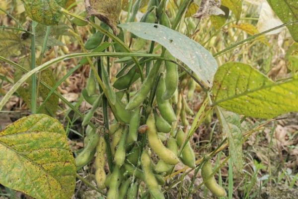 晋农夏豆2号大豆品种简介，播种深度3～5厘米
