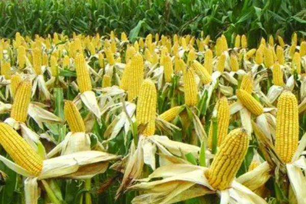峰单192玉米种子特征特性，密度4000株/亩左右