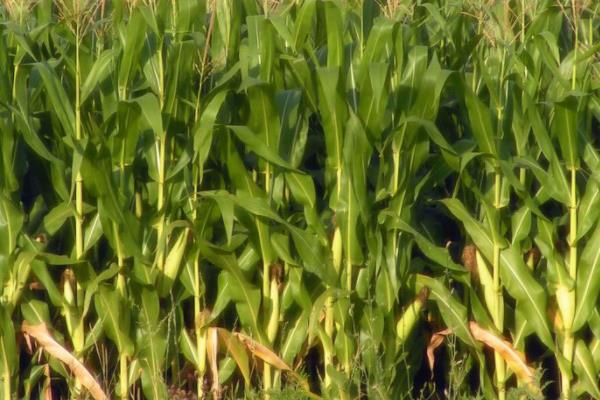 GD1901玉米种子特点，中抗茎腐病