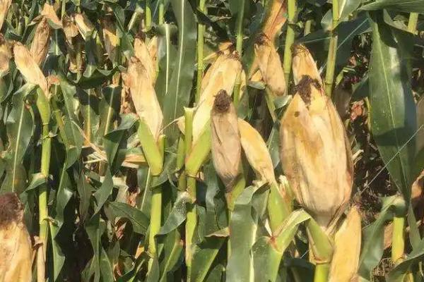 XF257玉米种子特征特性，中等肥力以上地块栽培