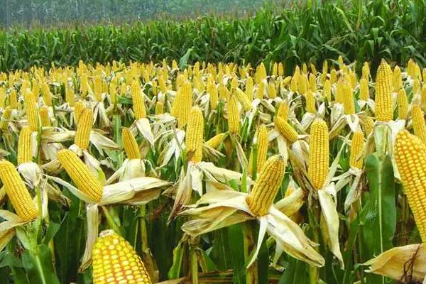大泽602玉米品种简介，注意防治大斑病和丝黑穗病