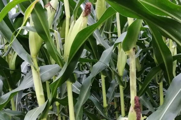 F7966玉米种子简介，中熟品种