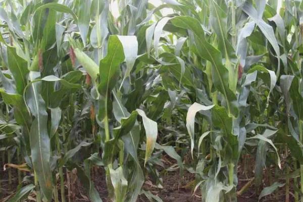 F7966玉米种子简介，中熟品种