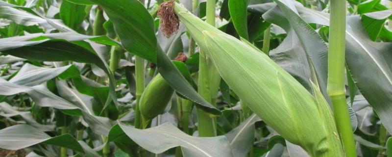F7966玉米种子简介，中熟品种
