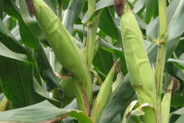 F7966玉米种子简介，中熟品种