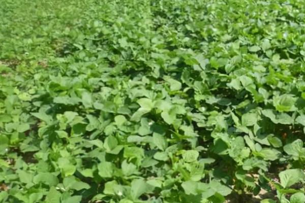 腾飞鲜豆1号大豆种子特点，辽宁省春播生育期105天