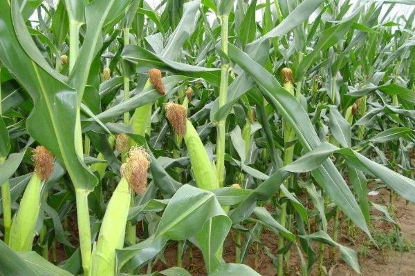 SN538玉米种子特征特性，4月下旬至5月上旬播种