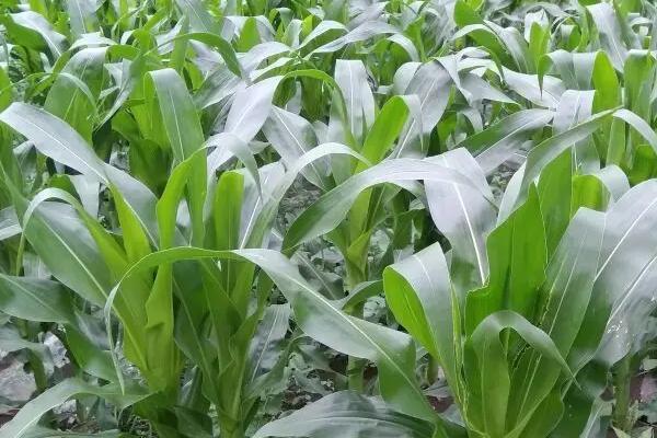 SN538玉米种子特征特性，4月下旬至5月上旬播种