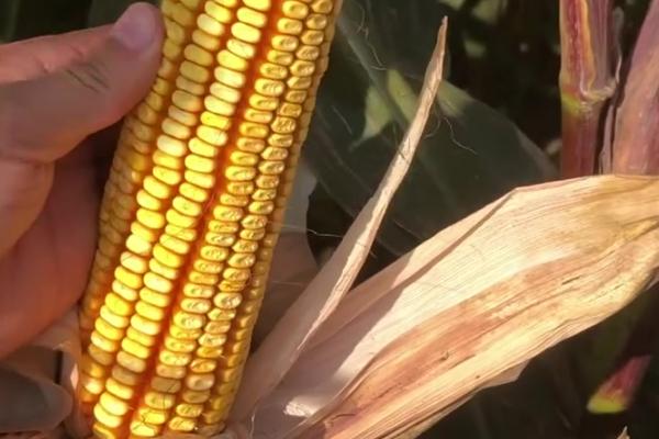 CZ5953玉米种子特征特性，出苗至成熟123天