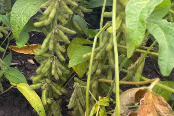 吉育2516大豆种子特征特性，注意防治大豆蚜虫
