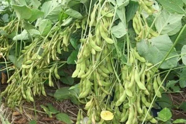 东富豆11号大豆品种简介，特用大豆（无腥味品种）