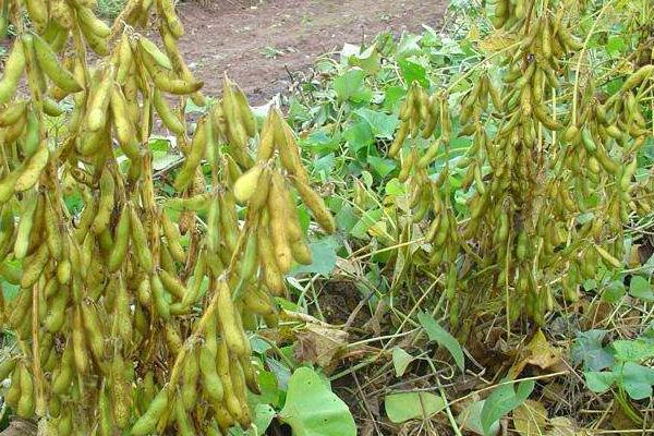 齐农41大豆品种的特性，该品种亚有限结荚习性