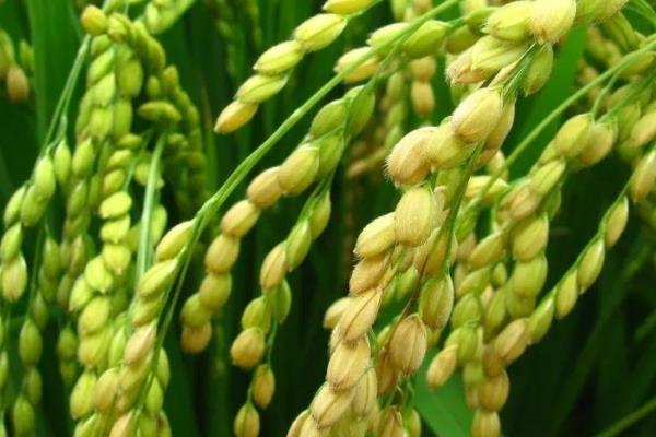 淮稻5号水稻品种的特性，每亩净秧板播量30公斤左右