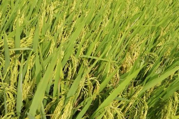 淮稻5号水稻品种的特性，每亩净秧板播量30公斤左右