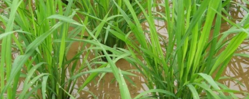 连粳7308水稻品种简介，综合防治病虫草害