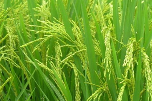华中优8号水稻品种的特性，该品种植株较高