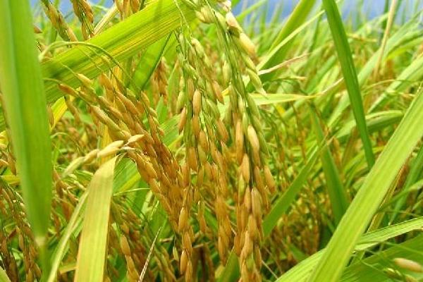 兆粳糯188水稻品种的特性，中粳常规水稻品种