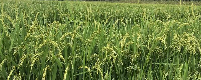 冠两优5298水稻品种的特性，籼型两系杂交一季稻品种