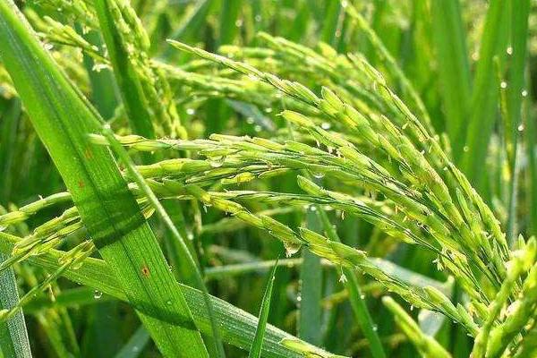 振两优8549水稻种简介，5月中下旬播种