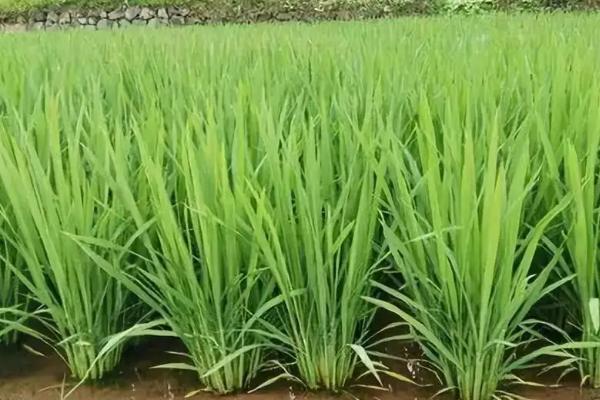 青香优086水稻种子简介，全生育期121.5天
