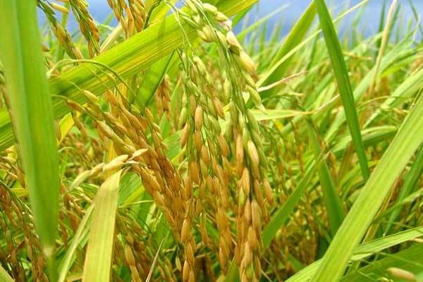 永优328水稻种简介，每亩有效穗数20.8万
