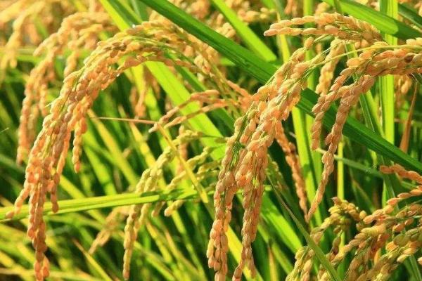 得两优香油占水稻品种简介，每亩有效穗数17.7万