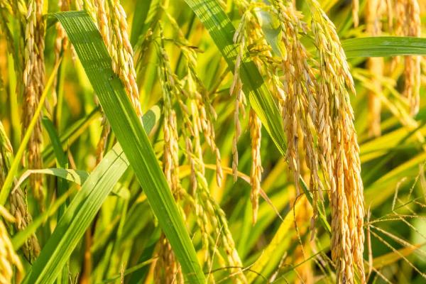 得两优香油占水稻品种简介，每亩有效穗数17.7万